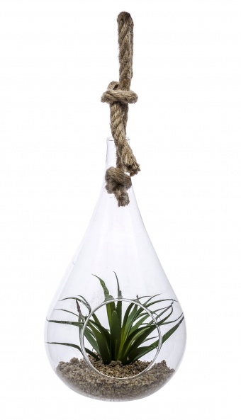 Декоративна рослина у склі
